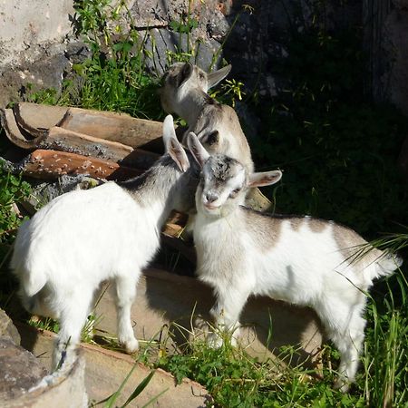 Agriturismo Biologico Corte Aragonese Santa Maria di Licodia المظهر الخارجي الصورة